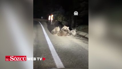 Bir ayının yolda yavrularını emzirmesi kamerada