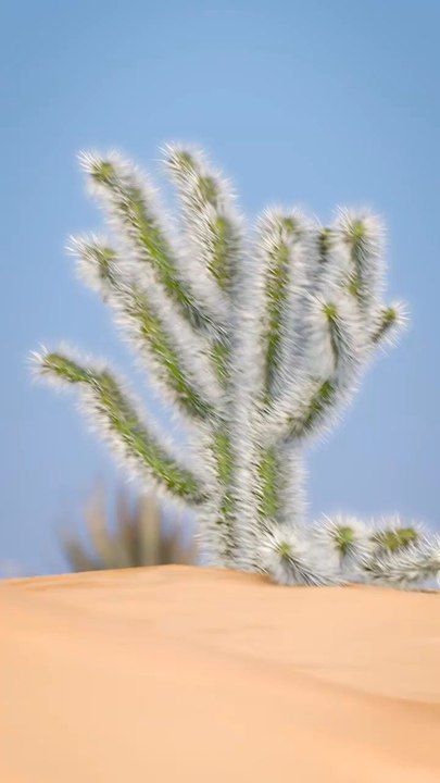 How to remove a Cholla 🌵🌵