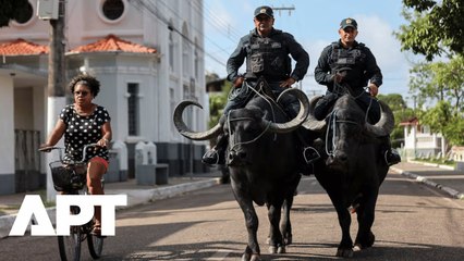 On an Amazon Island Near COP30, Police Trade Patrol Cars for Buffaloes | APT
