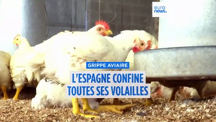 Grippe aviaire : l'Espagne ordonne le confinement total des volailles élevées en plein air