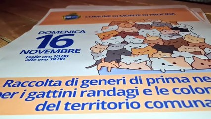 Monte di Procida (NA) - DOMENICA I MERCATINI A ACQUAMORTA. E LA RACCOLTA PER I GATTI  RANDAGI. DANIELA E LUCY. (13.11.25)