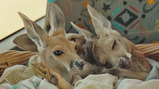 Kangourou Bande-annonce VO