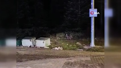 Uludağ'da vahşi doğanın en tatlı anı... Anne ayı yavrularını emzirirken görüntülendi