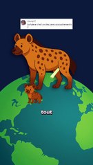 L'accouchement terrible de la Hyène ! #hyene #accouchement #animaux #nature #humour
