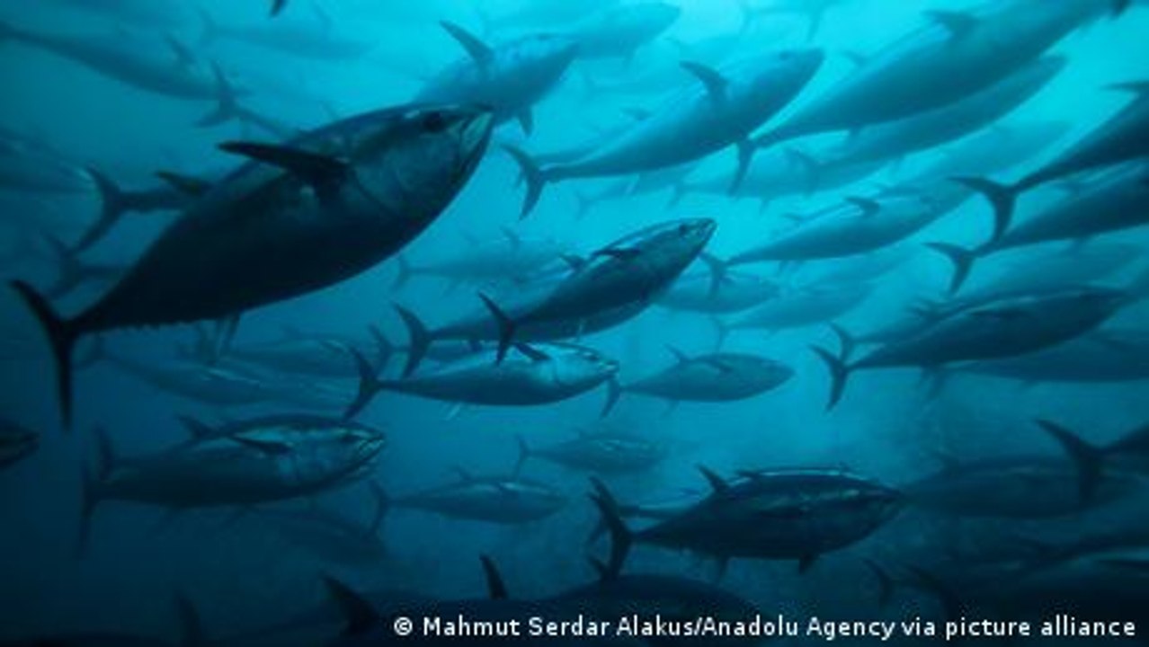 Researchers develop tuna alternative from marine algae