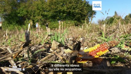 Changement climatique : comment une startup française aide les cultures mondiales à économiser l’eau