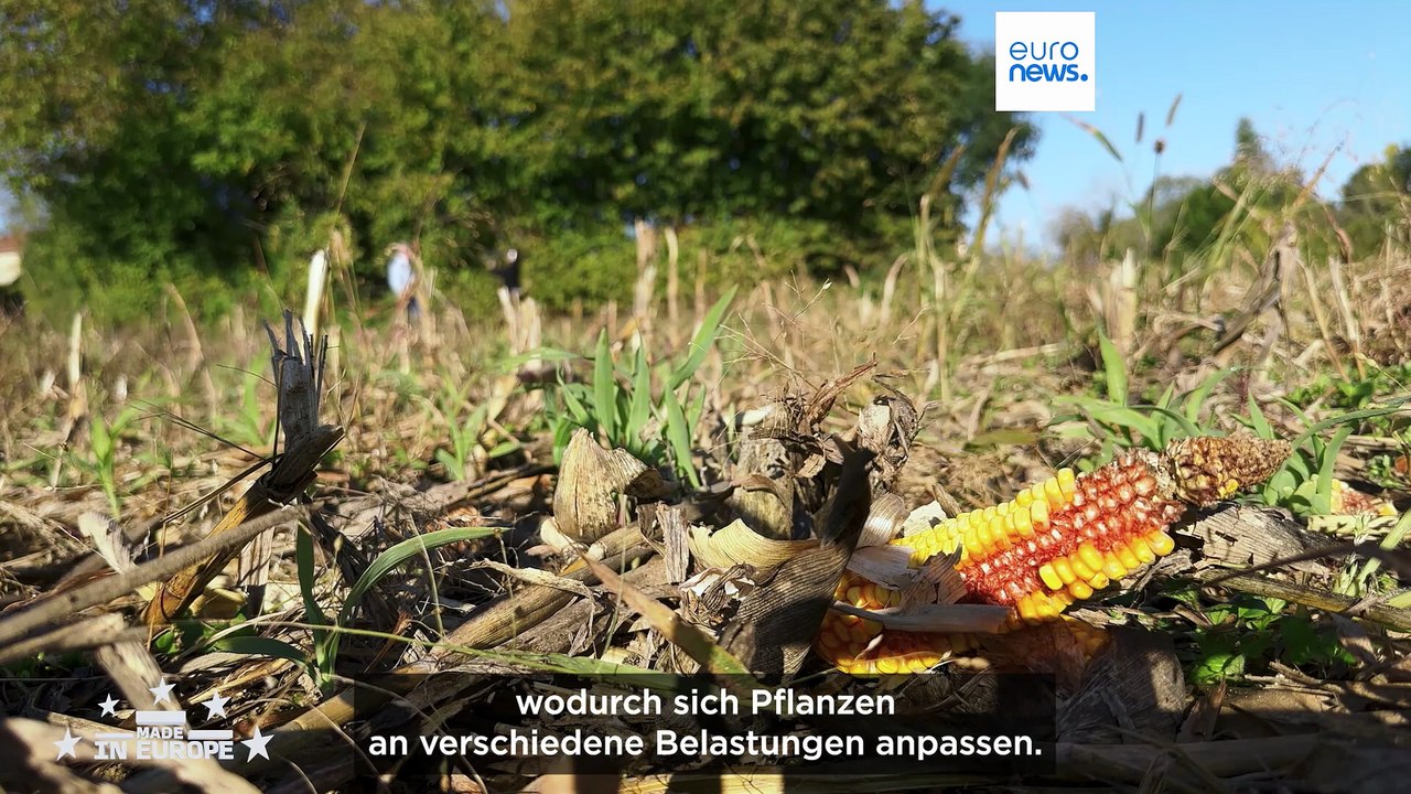 Wachsende Resilienz: Französische Biotechnologie unterstützt Pflanzen bei Wasserknappheit