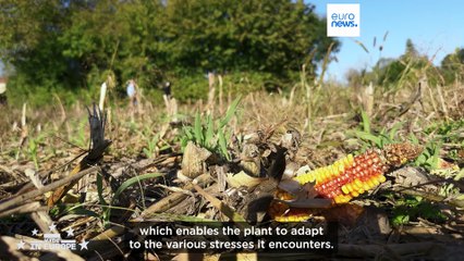 Growing Resilience: How French biotech helps crops save water worldwide