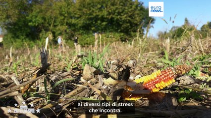 In Francia la startup che fa risparmiare acqua in agricoltura