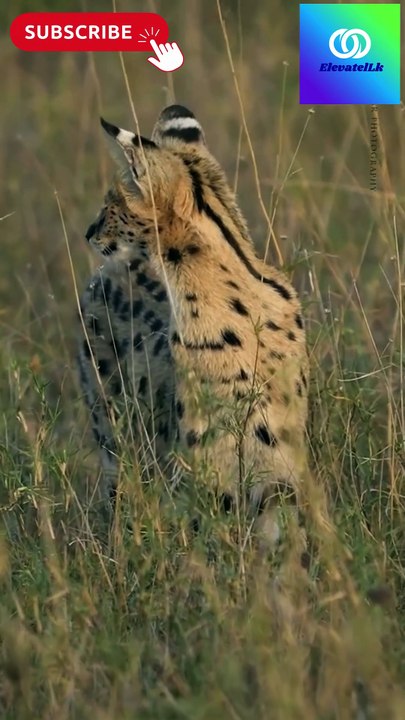 Wild Cat