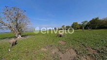 a Family of Elephants in the Middle of a Field in Sri Lanka