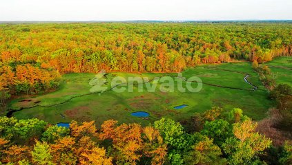 Flying Drone Above Maine Rainforest Swamp – Jungle Foliage