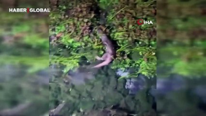 Azmak Nehri'nde görenler telefona sarıldı!