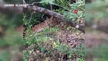 Çok iyi kamufle olan "ormanın hayaleti"ni görüntülemeyi başardı