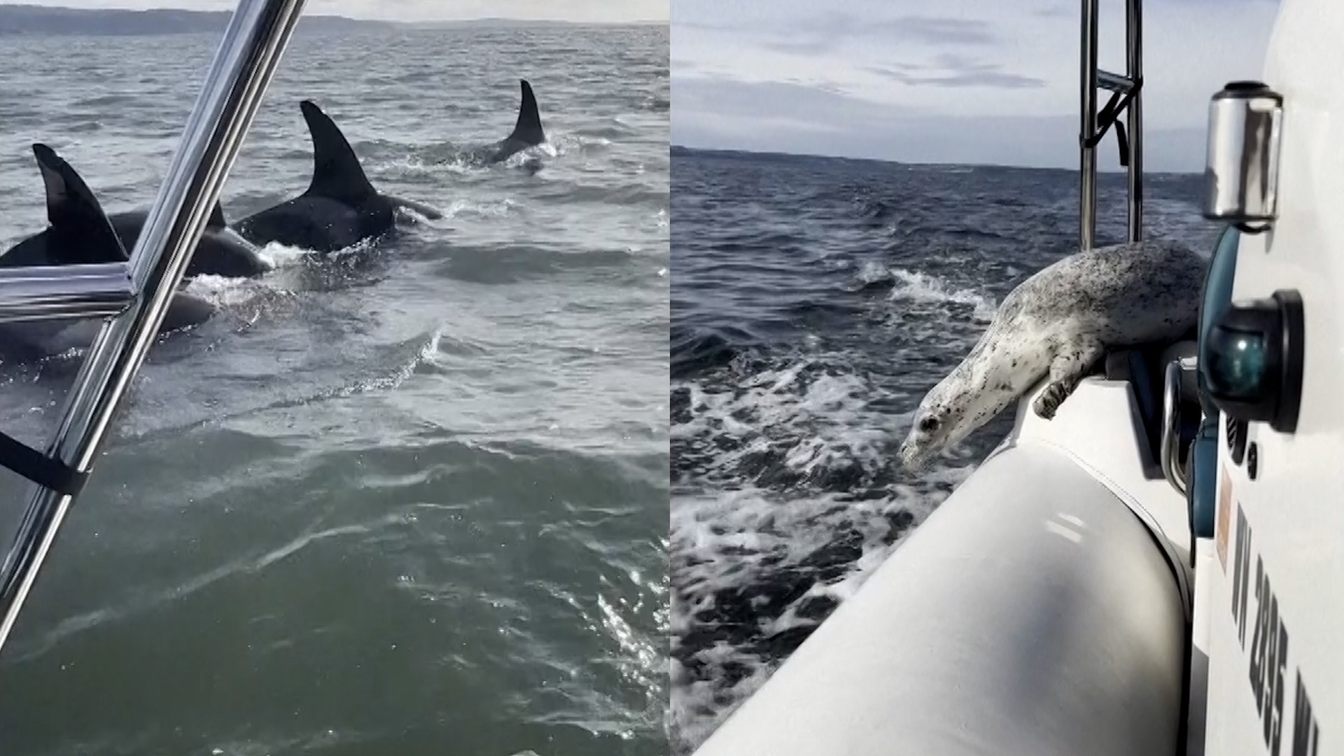 Una foca com�n que estaba siendo perseguida por un grupo de orcas logr� escapar y buscar refugio en una peque�a embarcaci�n donde un grupo de fot�grafos observaba a las ballenas frente a una isla en el estado de Washington a principios de este mes.