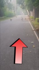 A flock of peacocks, the national bird // राष्ट्रीय पक्षी मोर का झुंड