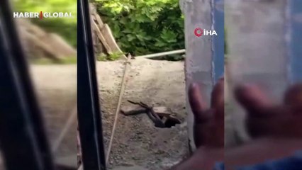 Elazığ'da evin içinden bir anda fışkıran yılanlar çiftleşme dansı yaptı