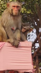 Bhadohi to Mathura — ek safar, bahut saari yaadein! 🚗✨  Raste ke dhabe, chai ki khushboo aur highway ka sukoon…  Iss trip ne dil jeet liya ❤️  Aur aapka favourite travel route kaunsa hai? 🌄