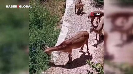 Elazığ'da anne ve yavru dağ keçileri yiyecek ararken görüntülendi