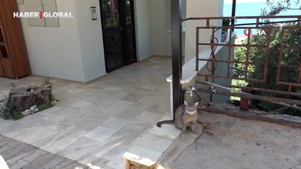 Alanya'da apartmana giren yılana kafa tutan sokak kedisi viral oldu