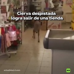 VIDEO: Cierva despistada invade tienda y causa caos antes de escapar