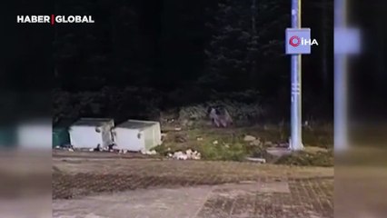 Anne ayı yavrularını emzirirken görüntülendi