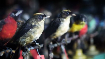 Glorious Bustards - Trailer