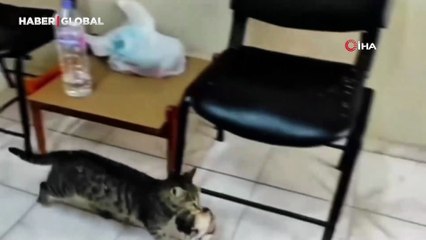 Yavrularını ağzıyla ofise taşıyan anne kedi yürekleri ısıttı