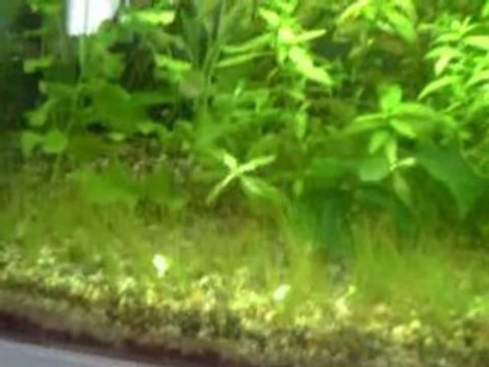 30 Gallon Planted Tank