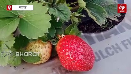 बिजली उत्पादन के साथ करिए खेती, जानिए एग्री वोल्टेयिक प्लांट की तकनीक