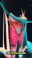 Thyroid Gland Surgery Explained | Thyroidectomy Procedure, Risks & Recovery