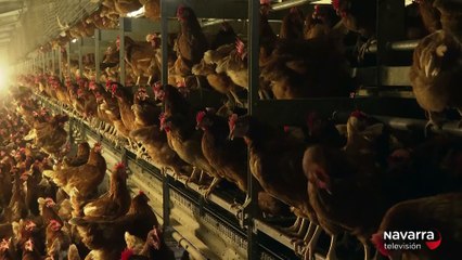 Se amplía el confinamiento a todas las granjas avícolas