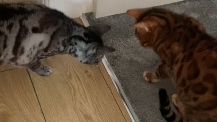 Feline antics: Two bengal cats keep a spider trapped under their paws