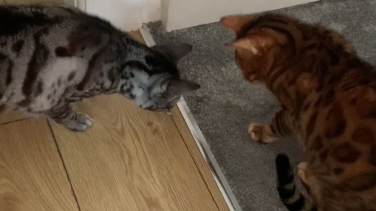 Feline antics: Two bengal cats keep a spider trapped under their paws