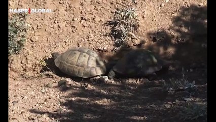 Sivas'ta çiftleşme öncesi dişiyi uyaran kaplumbağa izlenme rekoru kırdı