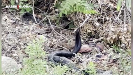 5 dakika boyunca çiftleşme dansı yapan karayılanlar şaşırttı