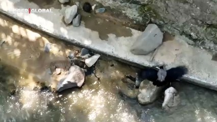 Artvin'de acıkan karganın yılana yaptıkları şoke etti