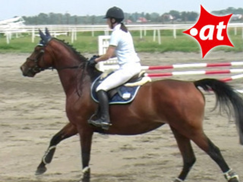 Eva Schiefer-Flohner, Springreiten, Kottingbrunn (2008-024)