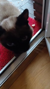 Come in or not to come in - that is the question :) #shorts #cats #Cat #FunnyCats #CuteCats #FunnyAnimals #animals