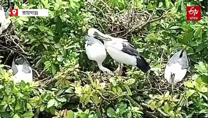 ভাঙল রেকর্ড, কুলিক নদীর তীরে পাখিরালয়ে লক্ষাধিক পরিযায়ীর সমাগম