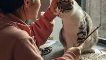 Cat Showing Pure Love to His Owner 🐱❤️ | Cute Cat Moments | Viral Cat Video