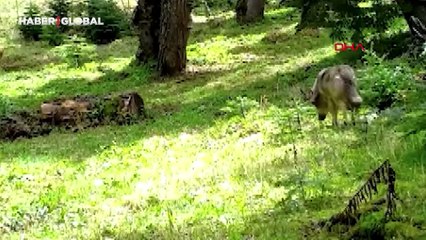 Nesli tükenme tehlikesi altında olan bozkurt, ormanda dolaşırken görüldü