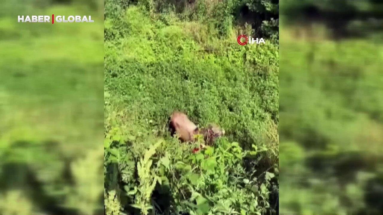 Kurbanlıklar kaçtı, vatandaşlar yakalamaya çalıştı
