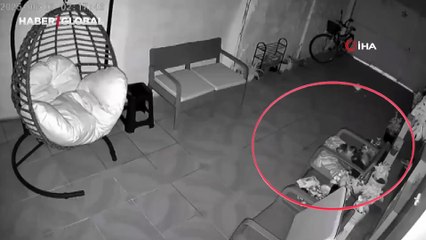 Marmaris'teki 5.8'lik depremi hisseden kediler korkudan havaya uçtu