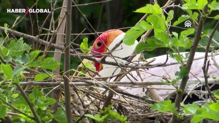 ​İzmir Doğal Yaşam Parkı'nda 70 yavru dünyaya geldi