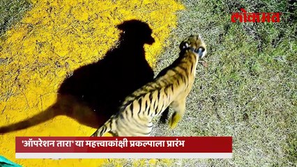 प. महाराष्ट्रातील वाघांची संख्या वाढवण्यासाठी ८५० किलोमीटरचा प्रवास करुन