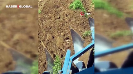 Tarla sürerken, 2 metrelik yılanların çiftleşme dansını böyle görüntüledi