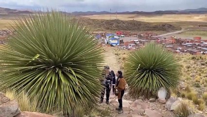 Bolivia tiene en marcha un proyecto para preservar la emblemática puya raimondii