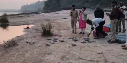 सोन घडिय़ाल अभयारण्य में नई उम्मीद: 25 नर घडिय़ाल और 25 कछुओं की सुरक्षित रिलीज