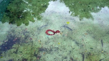 Moradores acham jararaca dentro da piscina em Cascavel
